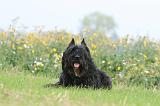 BOUVIER DES FLANDRES 394